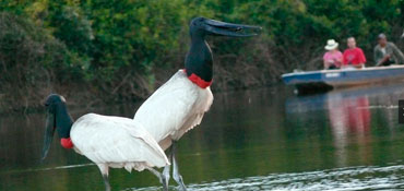 The Pantanal flood plains Private Tours