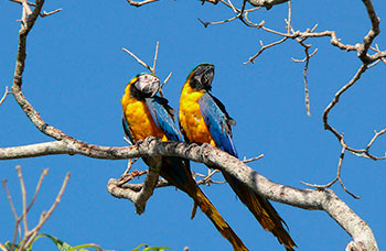 Private Tour - Wildlife Safari in Nhecolandia